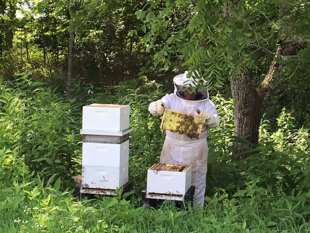 Jeptha Creed Beehives