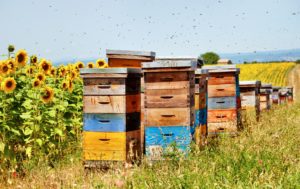 Bee Boxes in Sunflower Field