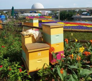 Epcot Honey Bee stro Hives