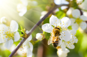 Honey Bee on Apple Blossom