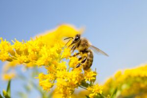 Honey Bee on Goldenrod