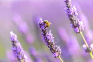 Honey Bee on Lavender