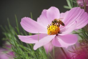 Honey Bee on Purple Blossom