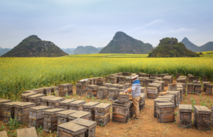 NHB Celebrating Beekeeping Hero Image