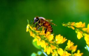 Beeonflower 170626 071909