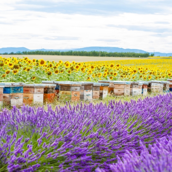 Hives Sunflowers Lavender