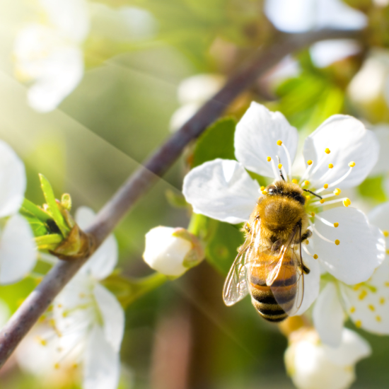 Honey Bee on Apple Blossom