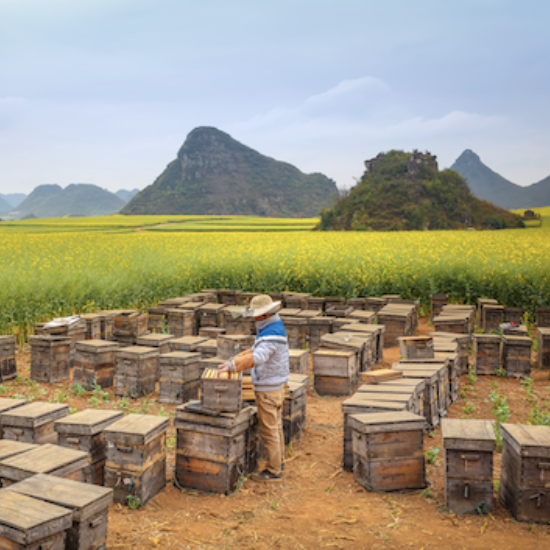 NHB Celebrating Beekeeping Hero Image